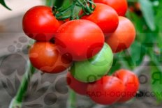 Рассада томатов Хали-Гали Hali-Gali