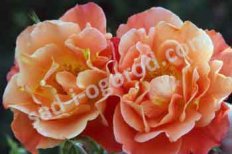 Роза парковая Вестерлэнд Rose Westerland