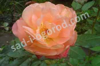Роза парковая Вестерлэнд Rose Westerland