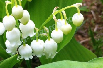 Ландыш майский Convallaria majalis