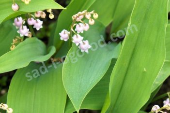 Ландыш майский Розеа Convallaria majalis Rosea