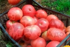 Рассада томатов Корнеевский