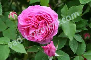 Роза парковая Луис Одье Rose Louise Odier