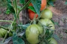 Рассада томата Анюта