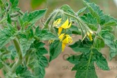 Рассада томата Солероссо