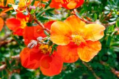 Лапчатка кустарниковая Хоплейс Оранж Potentilla fruticosa Hopleys Orange