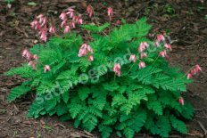 Дицентра Лакшерант Dicentra Luxuriant