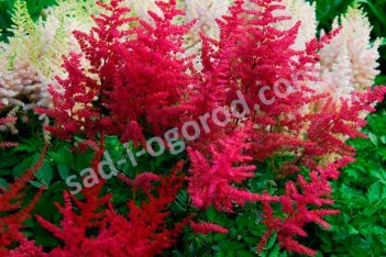 Астильба китайская Вижн ин Ред Astilbe chinensis Visions in red