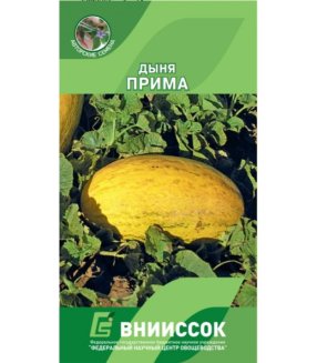 Дыня Прима