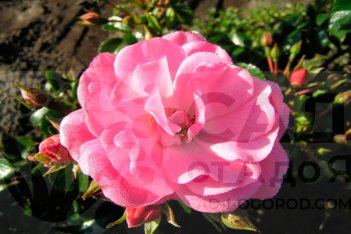 Роза флорибунда Боника Rose Bonica