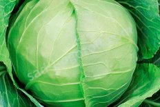 Рассада Капуста белокочанная Слава