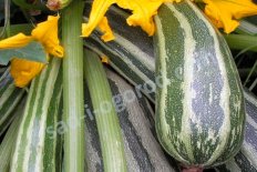 Рассада Кабачок Зебра