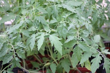 Рассада томатов Копилка