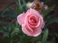Роза флорибунда Куин Элизабет Rose Queen Elizabeth
