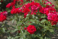 Роза флорибунда Нина Вейбул Rose Nina Weybull