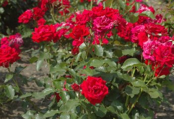 Роза флорибунда Нина Вейбул Rose Nina Weybull