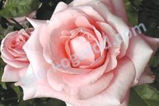 Роза флорибунда Том-Том Rose Tom-Tom