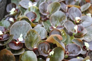 Бегония вечноцветущая бронзоволистная белая Begonia semperflorens aerea Album