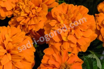 Тагетес (бархатцы) отклоненные оранжевые Tagetes patula Orange