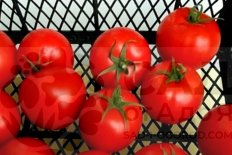 Рассада томатов Примадонна Primadonna