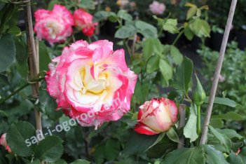 Роза чайно-гибридная Дабл Делайт Rose hybrid tea Double Delight
