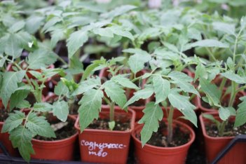 Рассада томатов Содружество Sodruzhestvo