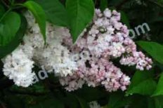 Сирень обыкновенная Красавица Москвы Syringa vulgaris Krasavitsa Moskvy