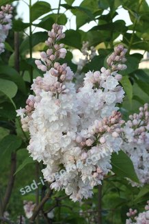Сирень обыкновенная Красавица Москвы Syringa vulgaris Krasavitsa Moskvy