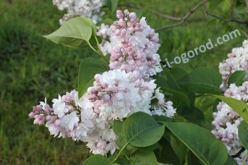 Сирень обыкновенная Красавица Москвы Syringa vulgaris Krasavitsa Moskvy