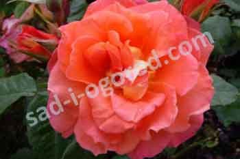 Роза чайно-гибридная Моника Rose hybrid tea Monica