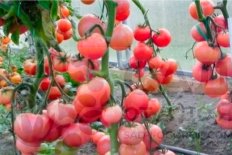 Рассада томатов Румяный мужичок