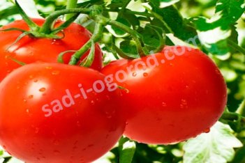 Рассада томатов Санька