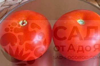 Рассада томатов Санька