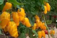 Рассада томатов Банан Желтый