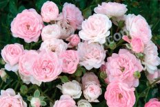 Роза почвопокровная Фейри Rose The Fairy