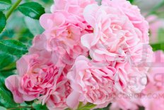 Роза почвопокровная Фейри Rose The Fairy