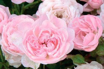 Роза почвопокровная Фейри Rose The Fairy