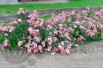 Роза почвопокровная Фейри Rose The Fairy