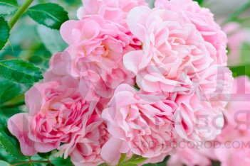 Роза почвопокровная Фейри Rose The Fairy