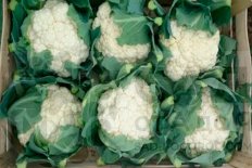 Рассада Капуста цветная Мовир 74 F1