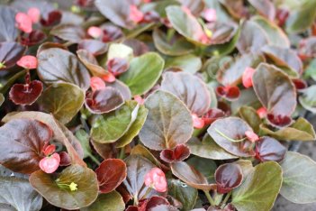 Бегония вечноцветущая бронзоволистная розовая Begonia semperflorens aerea Pink