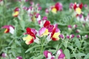 Антирринум низкорослый бордо и желтый Antirrhínum improcera bordo i zheltyj