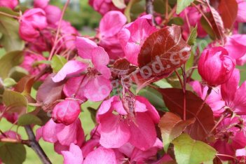 Яблоня Рудольф Malus Rudolph