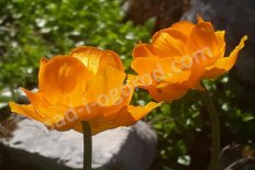 Купальница Trollius