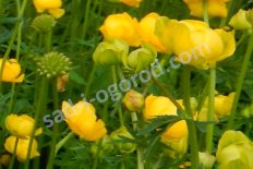 Купальница европейская Trollius europaeus