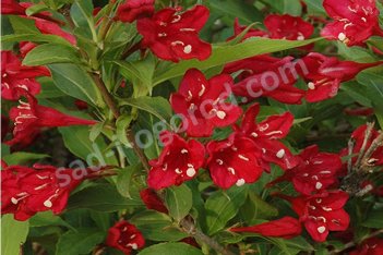 Вейгела Ред Принц Weigela Red Prince