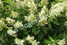 Гортензия метельчатая Юник Hydrangea paniculata Unique