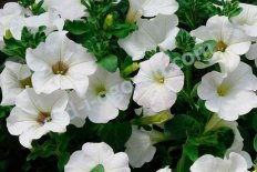 Кашпо сурфиния белая Surfinia White