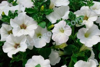 Кашпо сурфиния белая Surfinia White