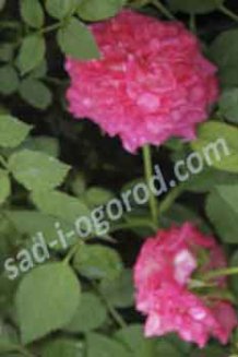 Роза миниатюрная Джипси Джевел Rose Gypsy Jewel